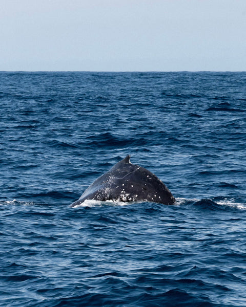 A Baby Humpback at the Heads