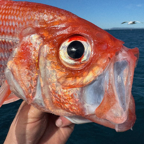 Fishing Charters - 钓鱼包船