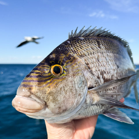 Fishing Charters - 钓鱼包船