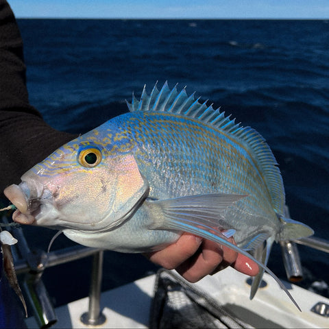 Fishing Charters - 钓鱼包船