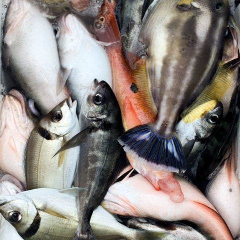 Fishing Charters - 钓鱼包船