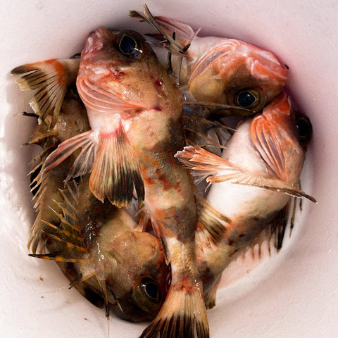 Fishing Charters - 钓鱼包船