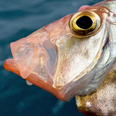 Fishing Charters - 钓鱼包船