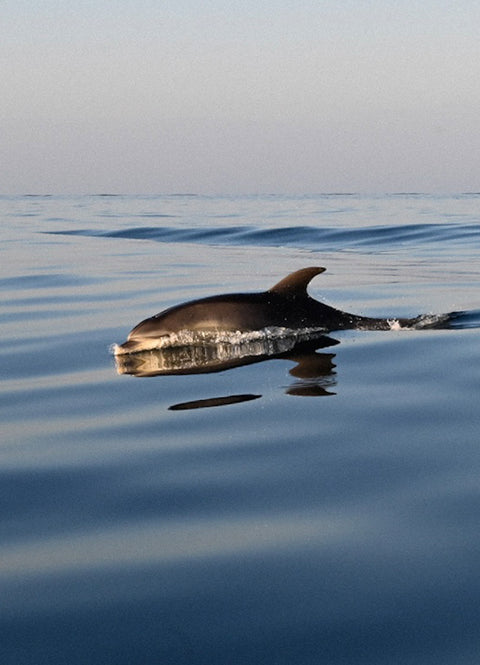 Shared Kids Charters