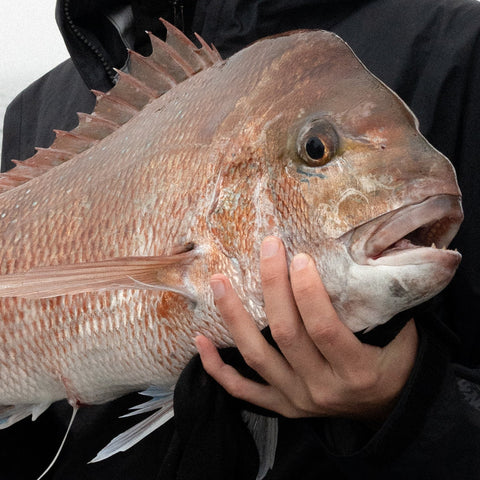 Fishing Charters - 钓鱼包船