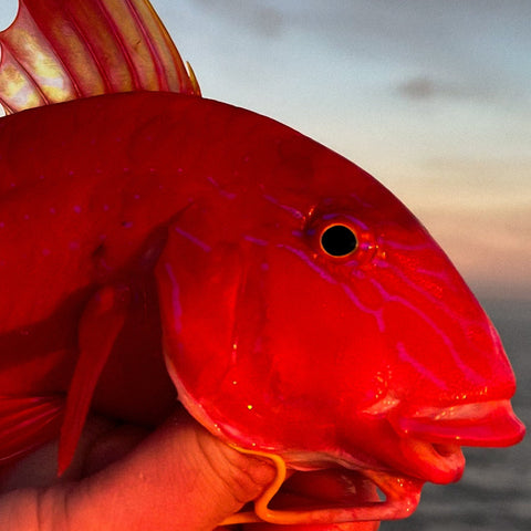 Fishing Charters - 钓鱼包船