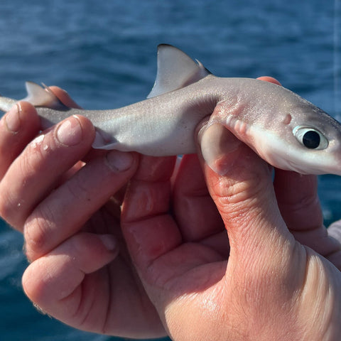 Shared Kids Charters