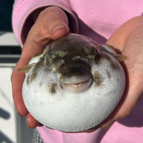 Shared Kids Charters