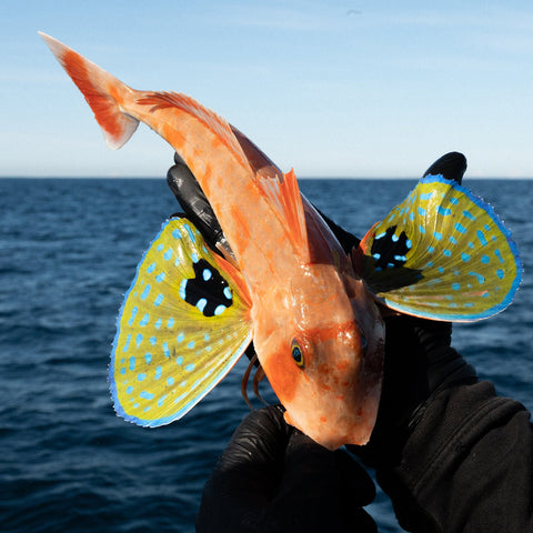 Fishing Charters - 钓鱼包船