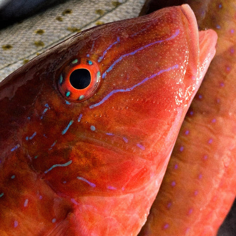 Shared Kids Charters