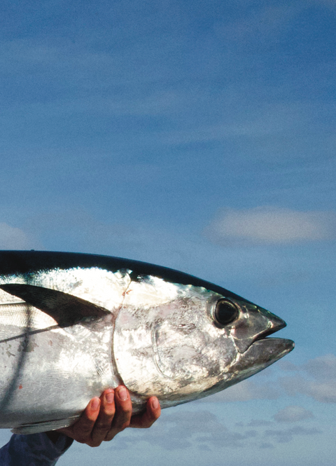 私人金枪鱼包船