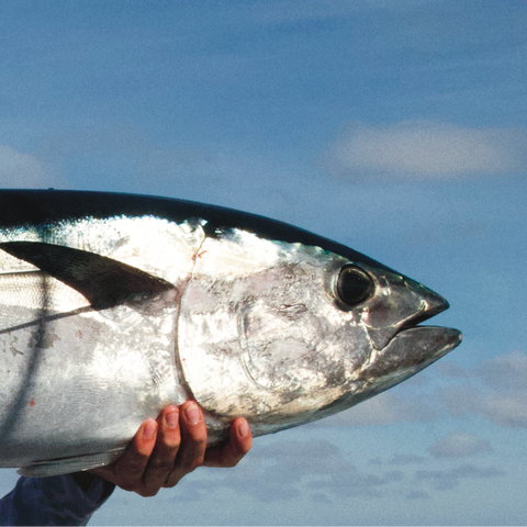 Private Tuna Charter