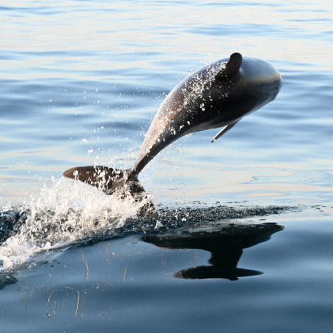 Shared Kids Charters