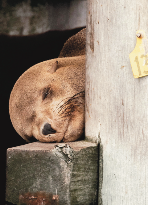 Shared Kids Charters