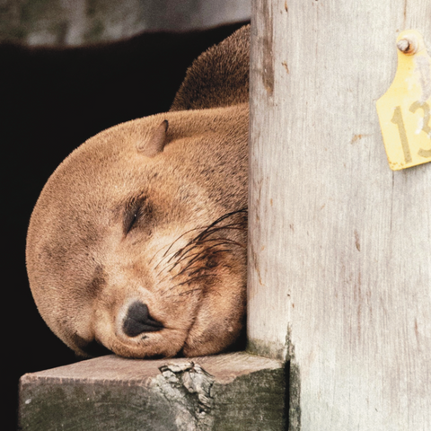 Shared Kids Charters