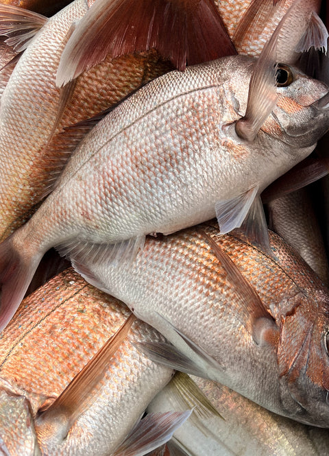 Shared Fishing Charters