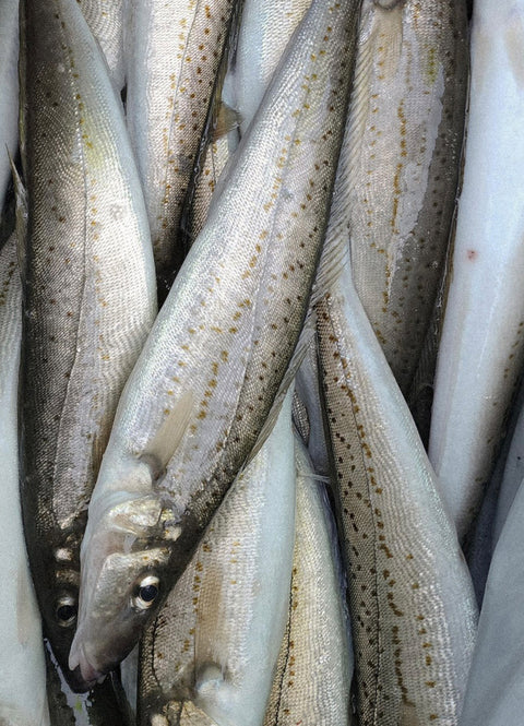 Shared Fishing Charters