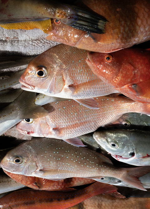 Shared Fishing Charters