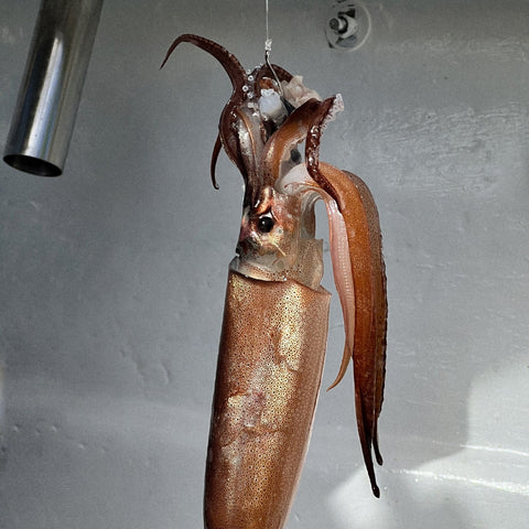 Fishing Charters - 钓鱼包船