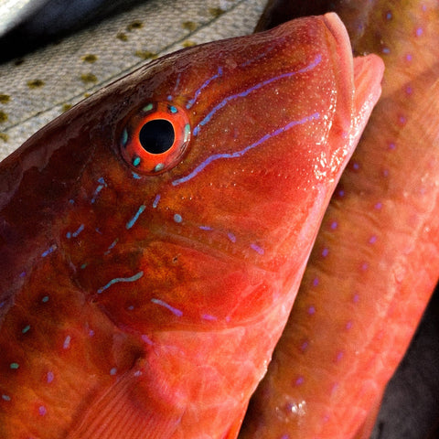 Fishing Charters - 钓鱼包船