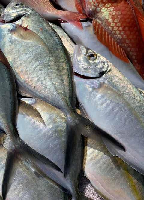 Fish We Catch